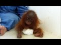 IAR Releases Distressing Video Of Baby Orangutan Traumatised By Years Kept As A Pet