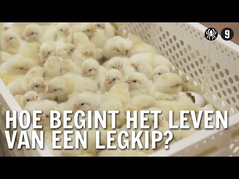 , title : 'Hoe begint het leven van een legkip? | De Buitendienst over de kip en het ei'