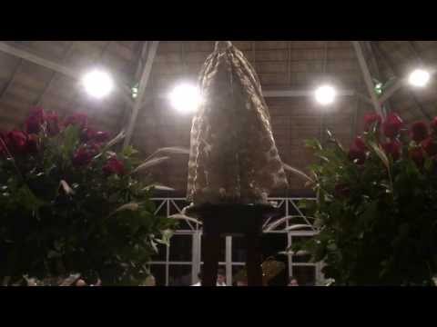 O DIVINO PAI ETERNO - FLOR DE JAGUBE - NATAL 2013