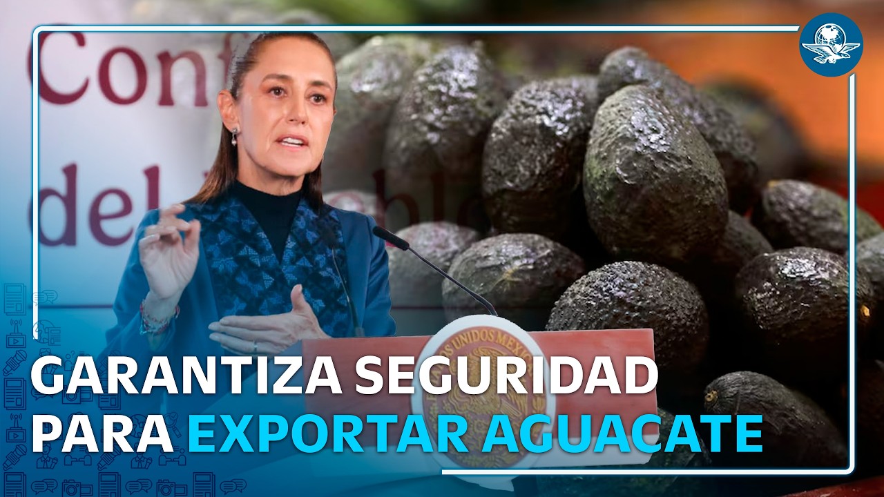 Sheinbaum garantiza exportación de aguacate tras amenazas a inspectores de EU