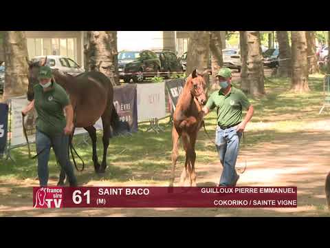 Sprinter Sacré Show 2021 : Lot 61 - Saint Baco