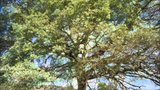 Johann Strauss II - Nun's Choir ( A.Rieu)