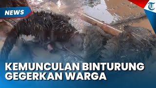 BIKIN GEGER! KEMUNCULAN Hewan Langka Binturung di Pandeglang, Bentuk Mirip Serigala tapi Berduri