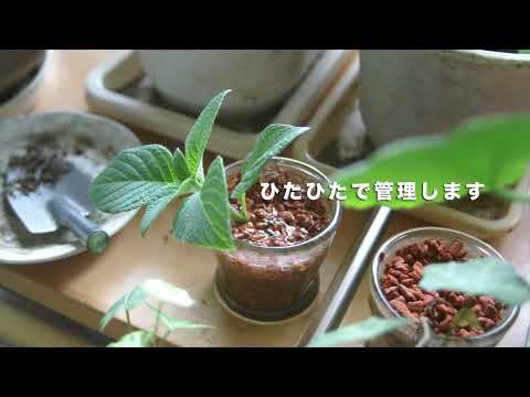 園芸 ヘリオトロープ