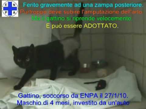 Mal di schiena durante il secondo trimestre di gravidanza forum Galleggiante e osteocondrosi
