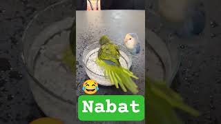 Download lagu کوچولو رو شوتش کرد😂😂😂            #funny #شلتنا #ترند #کلیپ #فان #birds #تورکیا #parrot #ترکمتر mp3
