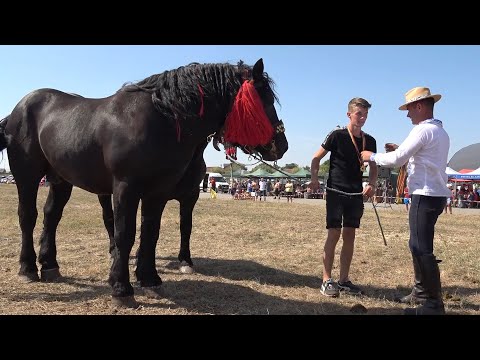 Parada cailor Tasnad, Satu Mare 27 August 2023