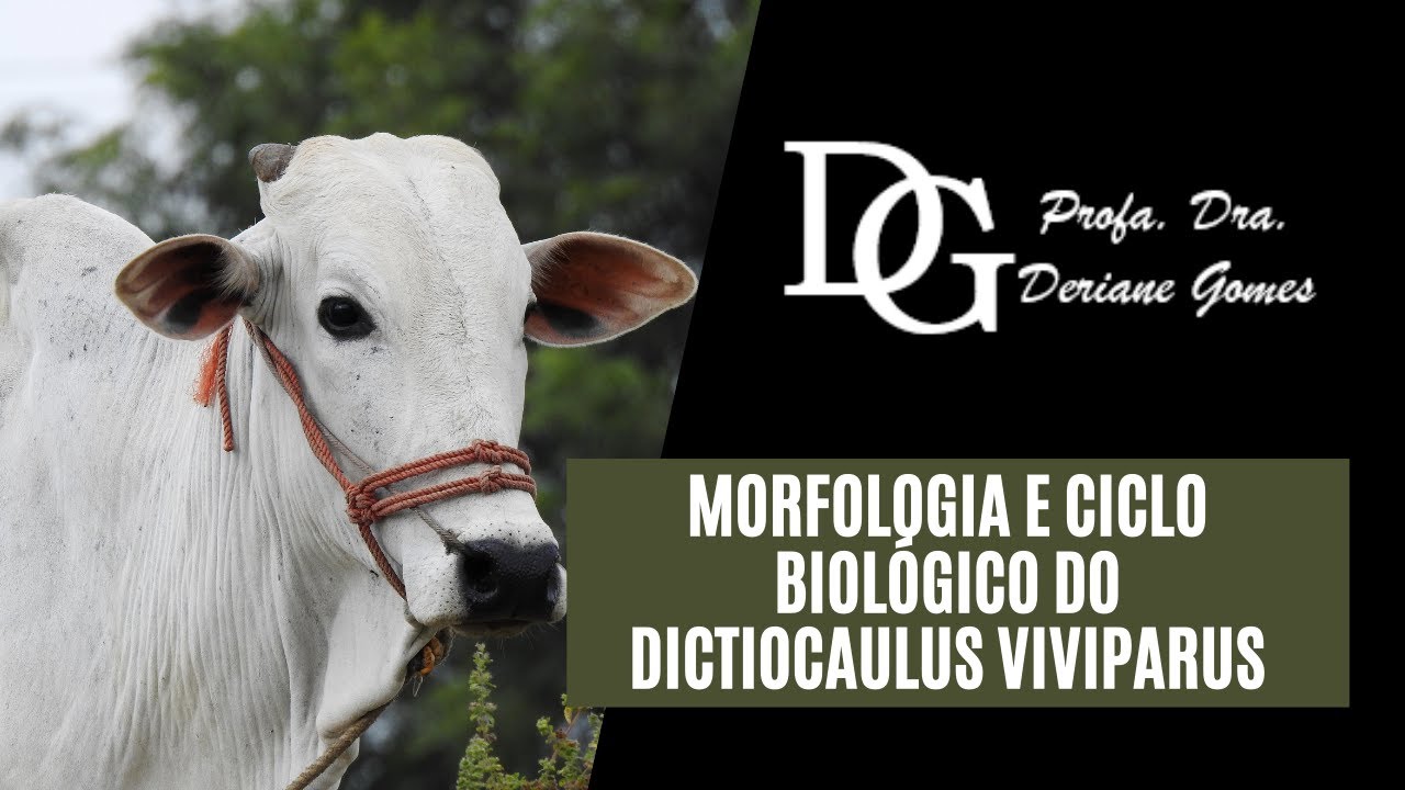 101. Morfologia e Ciclo Biológico do Dictiocaulus viviparus