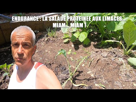 El Tocardo raconte encore des salades... Mais BIO... Avec des limaces !