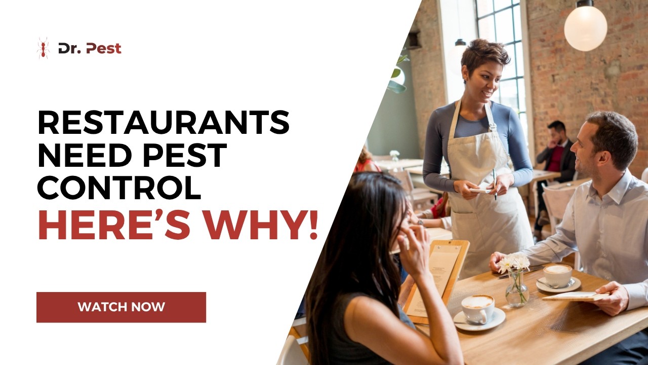 Restaurant Pest Control: Protecting Your Business, Customers, and Reputation | Dr. Pest