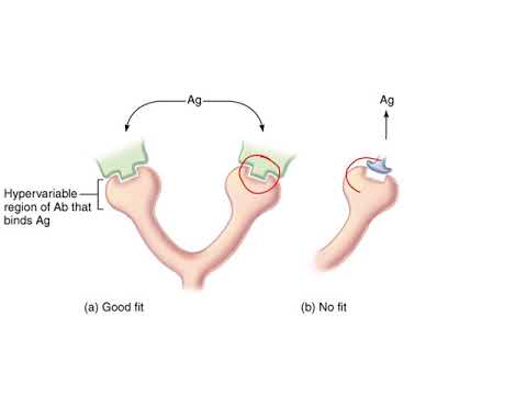 Chapter 17 - Adaptive Immunity  Part 1 - Antibodies