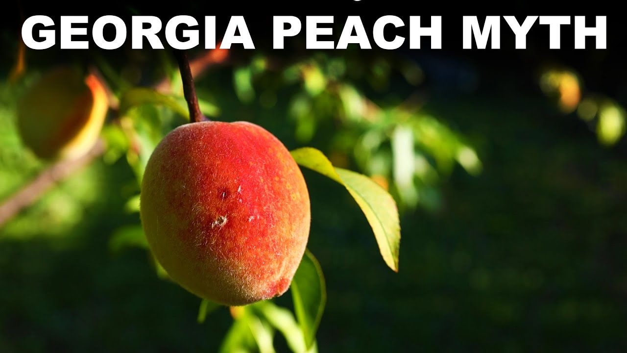 How the South tried to redefine itself with peaches