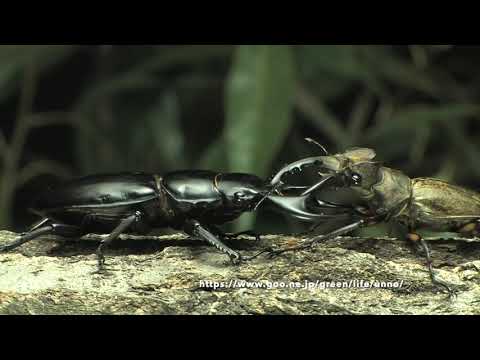 ミヤマクワガタvsアンタエウスオオクワガタ