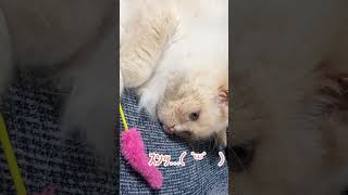 初のソファにもかかわらず全力でくつろぐ #猫 #我が家のアルタイル氏