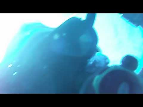 treasure hunter visited by big barracuda  north carolina filmed on a toaster megalodon teeth