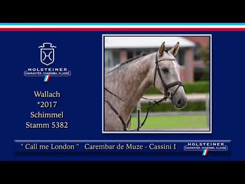Holsteiner Elite-Reitpferde 2021 | Nr. 103 Call me London