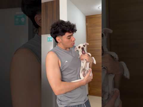 Mi perro me extraño 🥹 #shorts