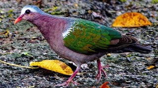 Download lagu Suara Pikat Burung Punai Tanah Delimukan Emerald D... mp3