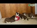 Siberian Husky dogs for sale: Beauty - Video 1