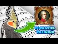 Cockatiel singing Queen of the night (Mozart) - COCKATIEL WHISTLE TRAINING