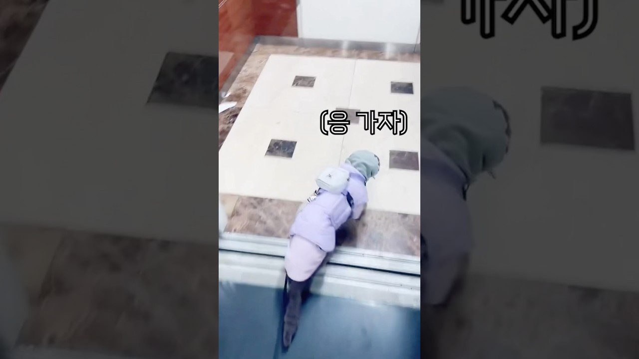 엘리베이터타는 고양이😹😂#shorts #shortsvideo #funnycat #catlife #cute