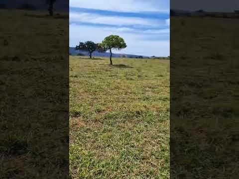 🚜 EXCELENTE SÍTIO À VENDA EM COCALZINHO DE GOIÁS 🚜
