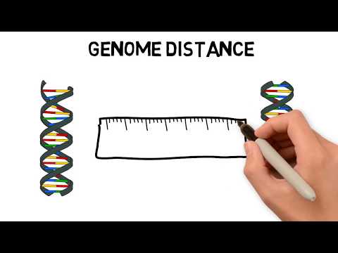 How to calculate the distance between genomes and what is the Genome Sorting Problem?