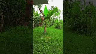 Download lagu #funny #memes #storywa #anjay #backsound #nature #farming #handmade #trending 🔥🔥🔥💯☘️☘️ mp3 Download lagu #funny #memes #storywa #anjay #backsound #nature #farming #handmade #trending 🔥🔥🔥💯☘️☘️ mp3