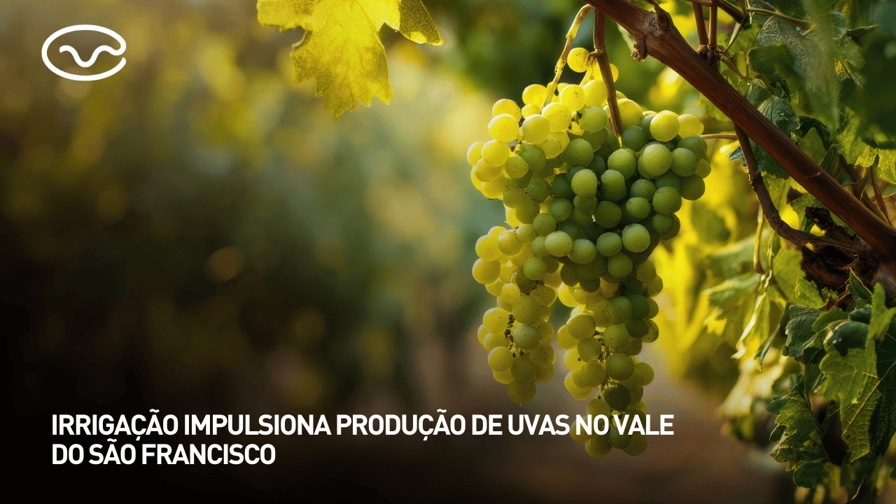 Irrigação impulsiona produção de uvas no Vale do São Francisco