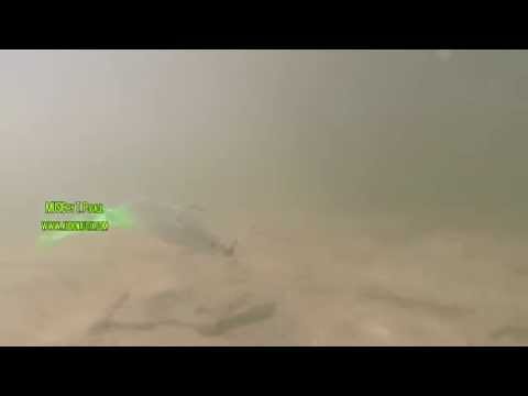 JENZI 2015 - Bellytail Gummifisch, perfekt für alle Räuber