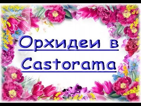 Потрясающий ЗАВОЗ ОРХИДЕЙ в "Castorama",28.05.20,Самара.