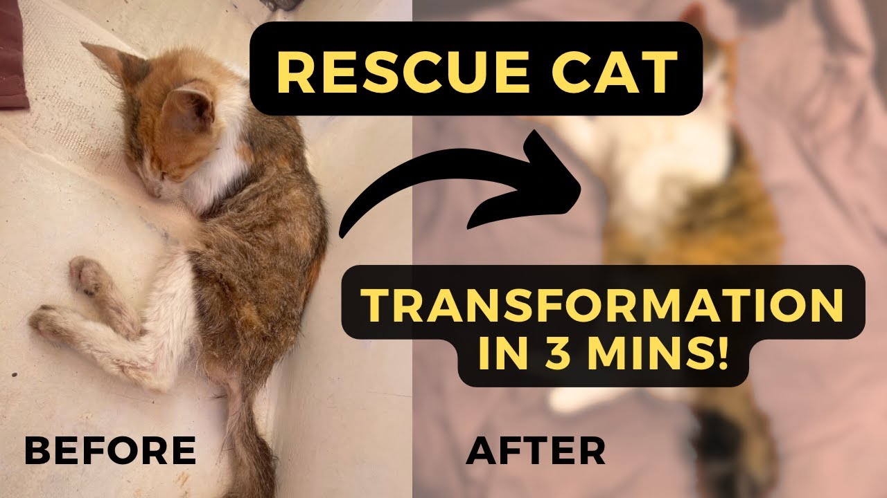 Sailboat saves cat from uninhabited island [Ep. 74]