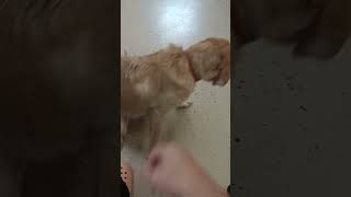 Video preview image #1 Labrador Retriever-Unknown Mix Puppy For Sale in York, SC, USA