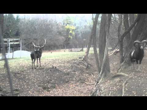 Dámszarvas, muflon (2013.11.02. Felsőtárkány)