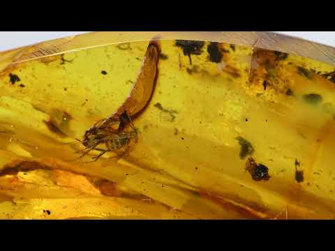 Bernstein mit Einschluß einer vermutlichen Raubfliege#bernstein#einschluss#amber