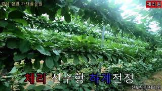 체리 신수형 하계관리 -SWEET CHERRY TREE-