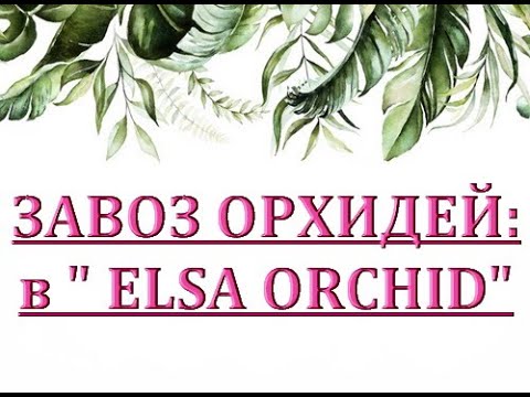 Чудесный ЗАВОЗ ОРХИДЕЙ в 'Elsa Orchid',ОРХИДЕИ ПОЧТОЙ,Самара.О РОЗЫГРЫШЕ орхидей.