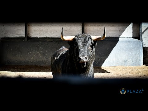 SORTEO | Novillada 13 julio, Lora Sangrán y Rocío de la Cámara