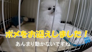 ポメをお迎えしました！ #Shorts