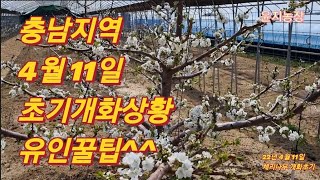 체리나무 초기 개화상태