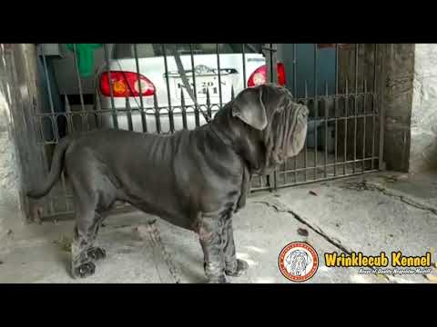 Wrinklecub Hunter high quality NEAPOLITAN MASTIFF at 22 months