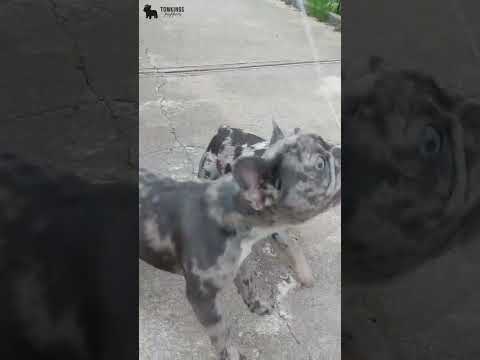 Video 4