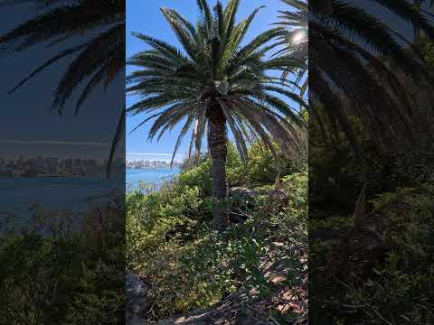 Real-Time Virtual Walk: Cremorne Reserve to Robertsons Point Lighthouse (ASMR)