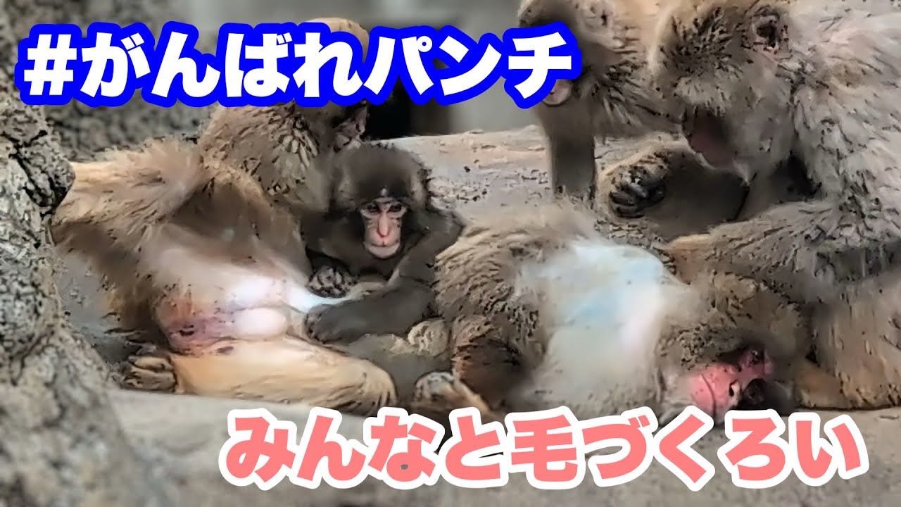 パンチくん、みんなと毛づくろい[Punch-kun groomed the older monkey together with everyone else.]2026.04.01