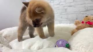 ハーフ犬の動画01