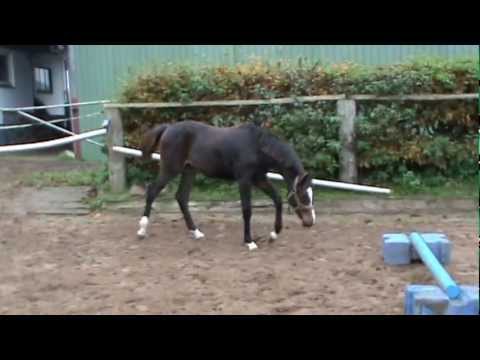 Holsteiner Fohlen v.Singulord 2012.