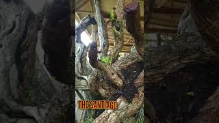 Download lagu Santigi The Pemphis Acidula mp3