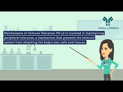 Quick Guide to CD273/PD-L2/B7-DC Targeting in 3 Minutes!