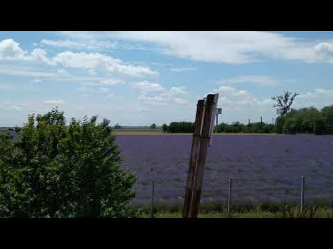 2022-(06)-(18) Bucuresti Nord Ciulnita Bucuresti Nord 104PANA LA PREASNA LAVANDA INFLORITA