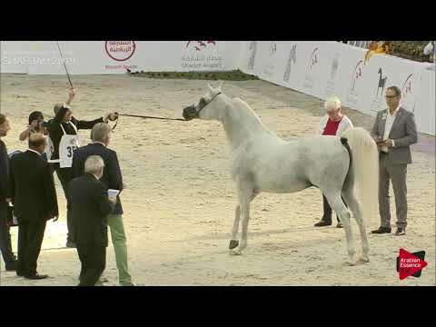 N 352 AJ DARASS   Sharjah International 2019